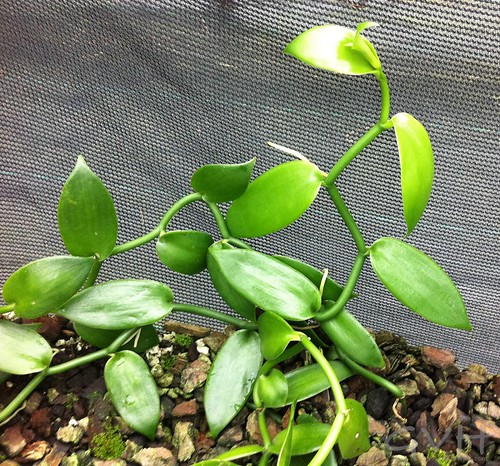 The hawaiian vanilla company offers a refreshing tour and lunch on their farm, all about vanilla. Hawaiian Vanilla Farm Tour Lunch Go Visit Hawaii