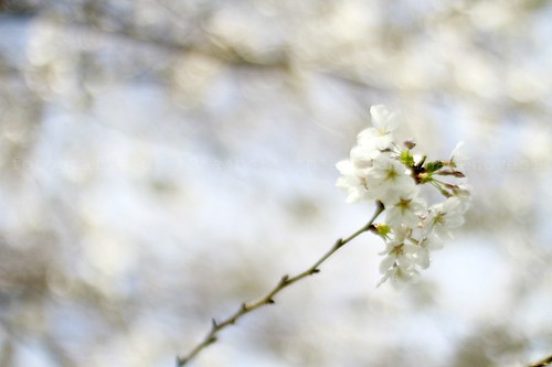 Citazioni tratte da libri canzoni e poesie . Poesie di Primavera | Flickr - Photo Sharing!