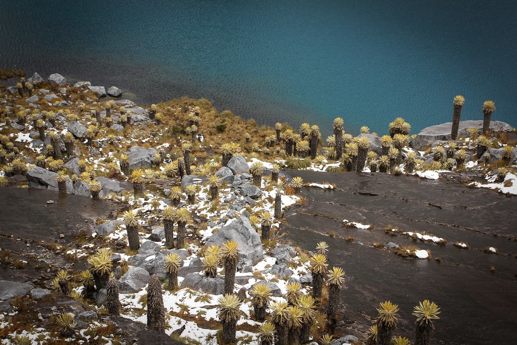 Frailejónes. An intruiging, endemic plant to this part of the Andes. 