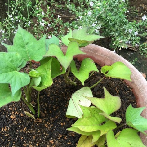 野菜パックに入ったさつまいもの葉がな なんと 旬菜里 野菜パックに入ったさつまいもの葉がな なんと 旬菜里