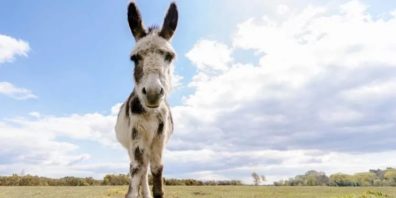 For self care or pasture board, costs may be . How Much Does A Donkey Cost Farming Base