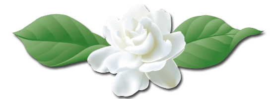 Gambar bunga melati tumpuk, gambar bunga melati kartun, gambar bunga. 12 Koleksi Terpopuler Gambar Bunga Melati Kartun