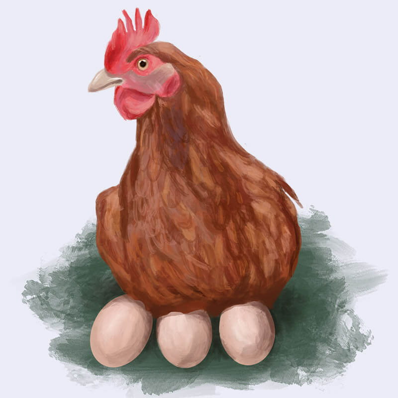 Hen illustration