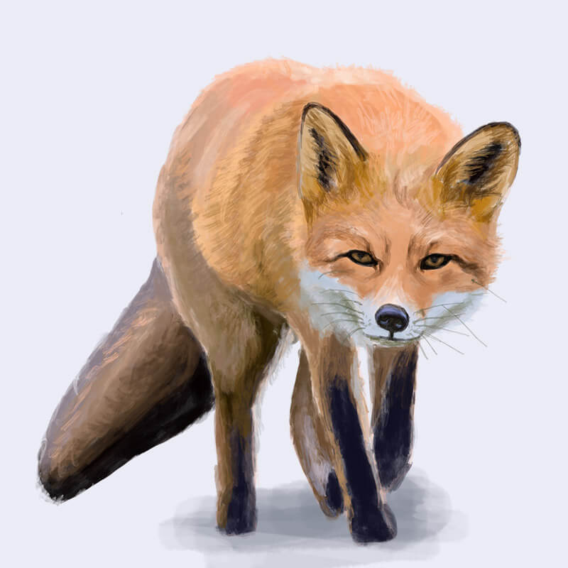 Fox illustration