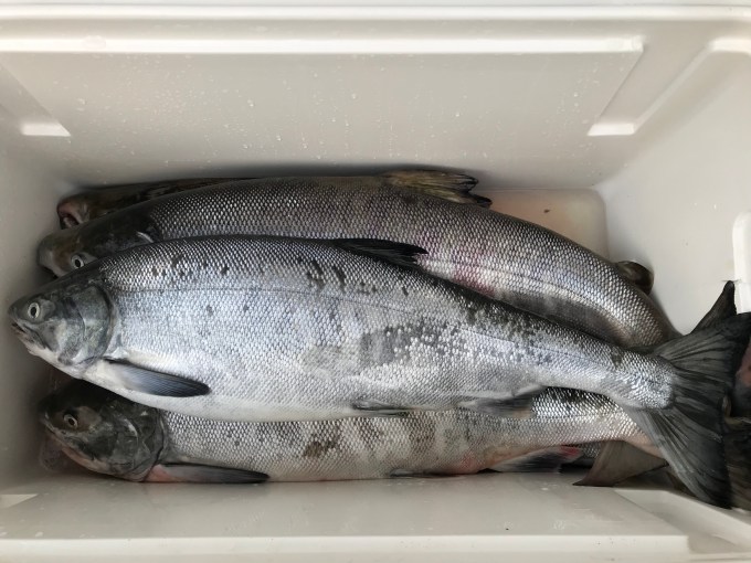 鮭の神経締め ありがとっと