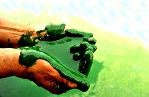 Информация о значении водорослей. Значение водорослей в природе и жизни человека. Особенности строения водорослей