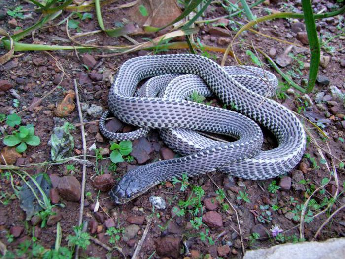 Фото 3: Семейство гадюковые змеи (Viperidae). Игольная…