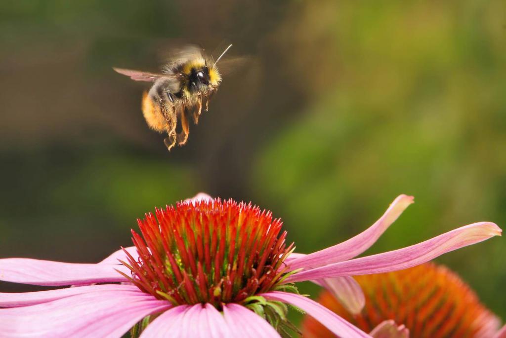 Толкование сна, в котором ужалила пчела, и другие сновидения с осами и шмелями. Сонник: пчёлы, к чему снятся пчелы — полное толкование снов