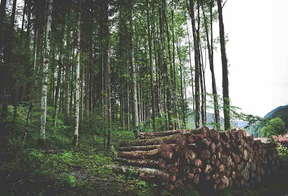 First Nation Commercial Forestry Frontier Centre For Public Policy