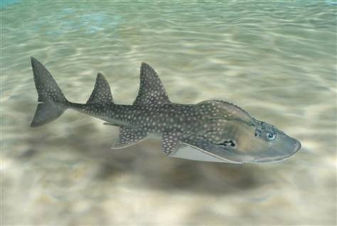 300 lb bench press club. Take a Look at this Bizarre Shark Ray. It's a Shark... Ray