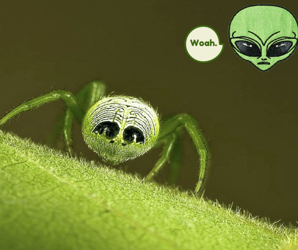 Only the best sauces are chosen, including those that have won awards at major hot sauce festivals. Alien Butt Spider Conquers Earth, Lives in Silk Leaf Huts