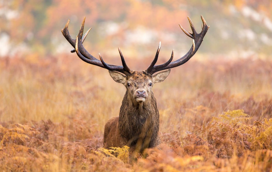 Read on to learn more about how to mount window. Red Stag Deer : Facts About this Distinguished Animal