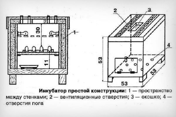 Инкубатор для выведения перепелов. Нужен ли инкубатор для перепелов в домашних условиях? Инкубатор для перепелов из ведра