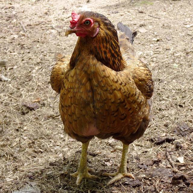 Куры породы корниш характеристика фото и описание