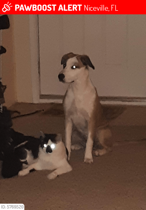 Learn about zip codes and find out why zip codes were created. Lost Female Dog in Niceville, FL 32578 Named Lady (ID