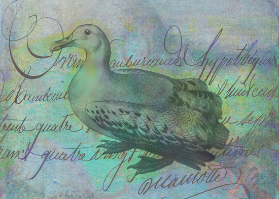 The Albatross Did Follow © First Night Design