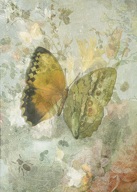 Butterflies from China, Japan, and Corea: “Biodiversity Library”:http://biodiversitylibrary.org/page/45490916
Texture: “Kerstin Frank”:https://www.flickr.com/photos/kerstinfrank-design/9181048645/in/photostream/
Flowers: “Rijksmuseum”:https://www.rijksmuseum.nl/en/my/collections/150967--sarah-vernon/mijn-eerste-verzameling/objecten#/SK-A-3899,0
Original & vintage art © First Night Design [www.firstnightdesign.wordpress.com]