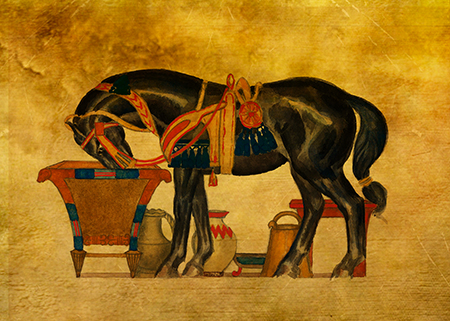 Black Stallion © Sarah Vernon