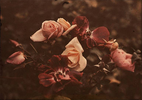 Roses of Yesteryear © Sarah Vernon at Redbubble