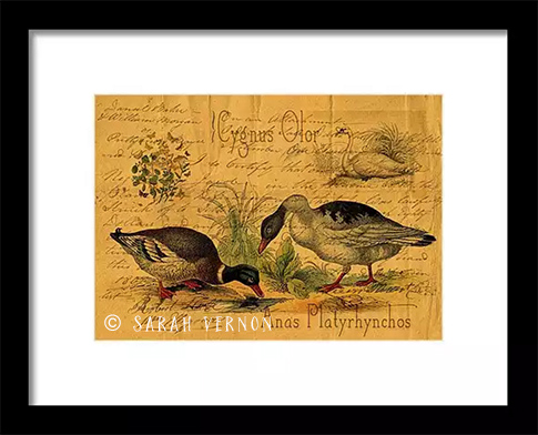 Mallards And Swan Collage Framed Print at Fine Art America © Sarah Vernon