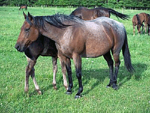 Browse and share the top cabin boy gifs from 2021 on gfycat. Fisher Quarter Horse, Winlock, WA Our breeding operation