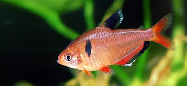 Learn how to care for a neon tetra. Top 5 Tetras for Beginners - Fishkeeping Advice