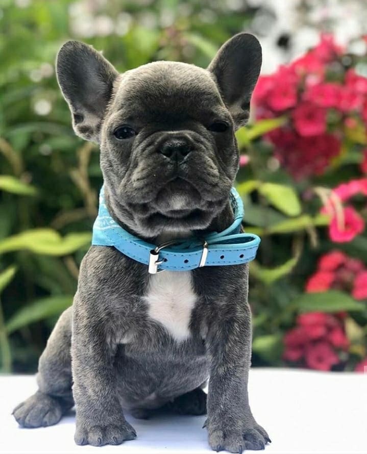 Does keeping your car tidy seem impossible? Cute & Playful french bulldog puppies for Sale | Flakeads