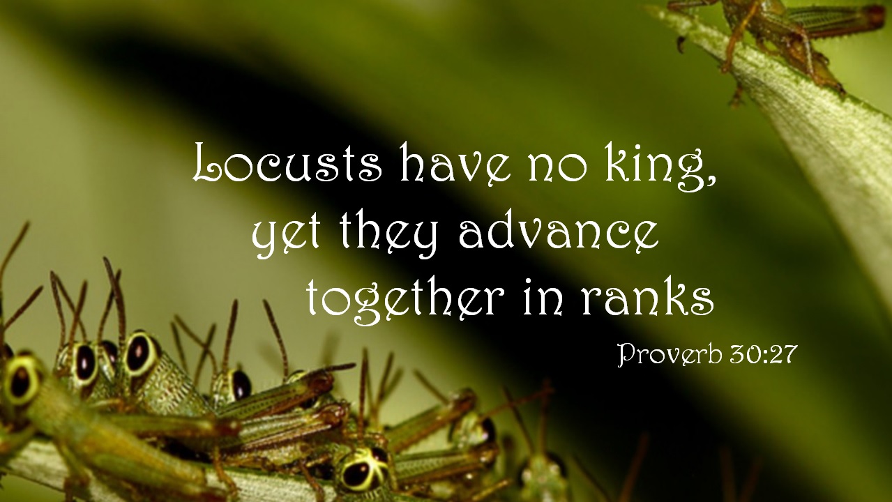Learning from the Locusts Ambassadors for Jesus Christ