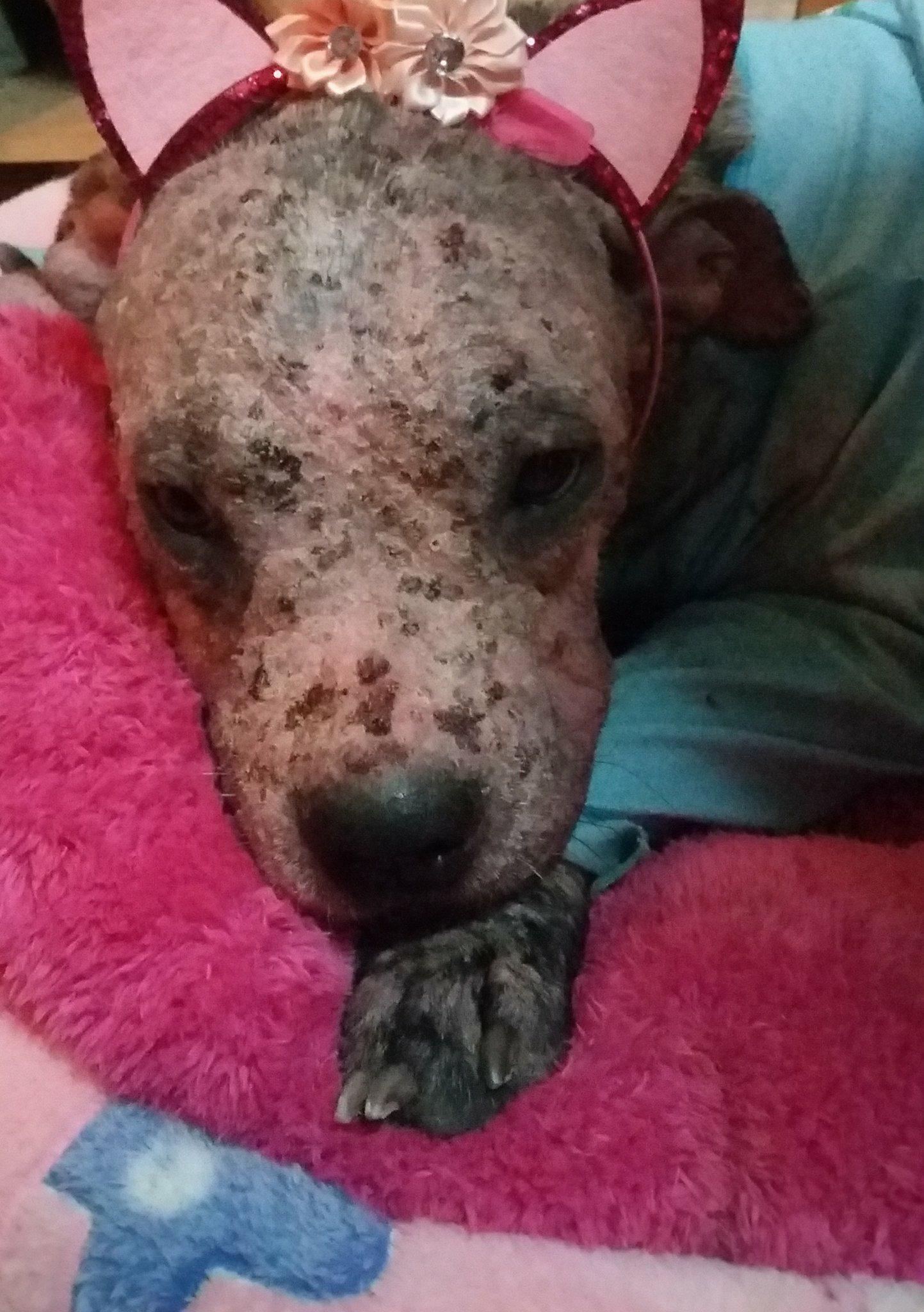 Meist bleiben flöhe ihr bis zu 100 tage währendes leben einem wirt treu. Milben beim Hund - Tipps und Tricks fÃ¼r Deinen Hund