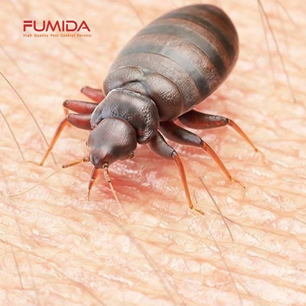 Jasa suntik rayap, jasa pembasmi tikus , jasa pembasmi kutu busuk , jasa. Jasa Pembasmi Kutu Busuk No 1 Fumida