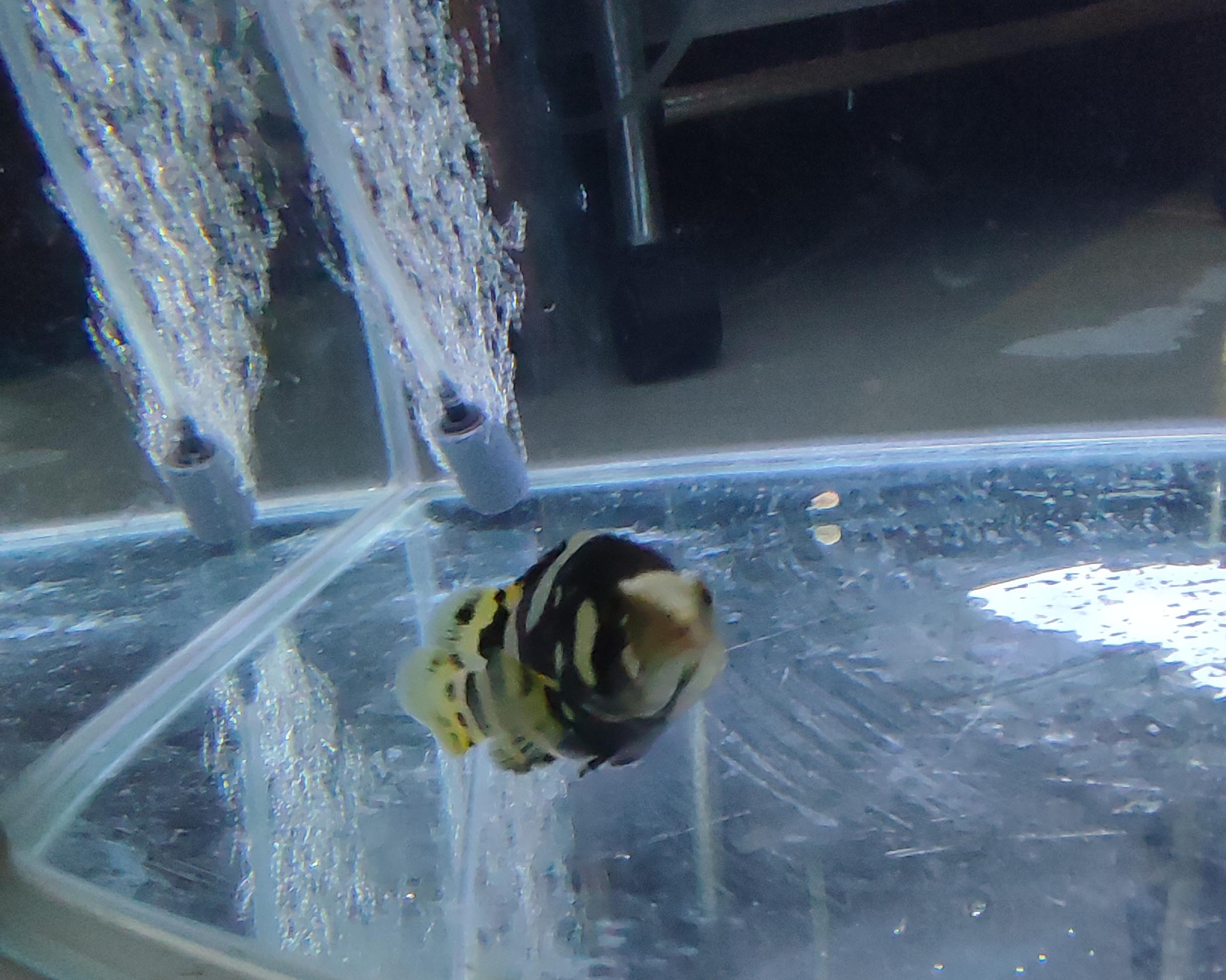 [回憶文]再次進入水族世界…的前傳…