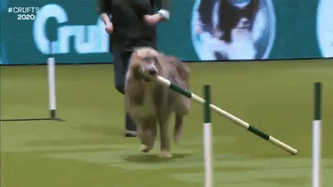 This clueless rescue dog running amok in an agility ...