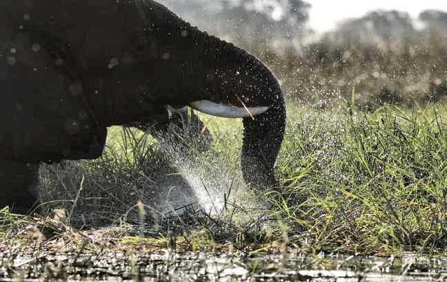 Elephant playing in water in Botswana