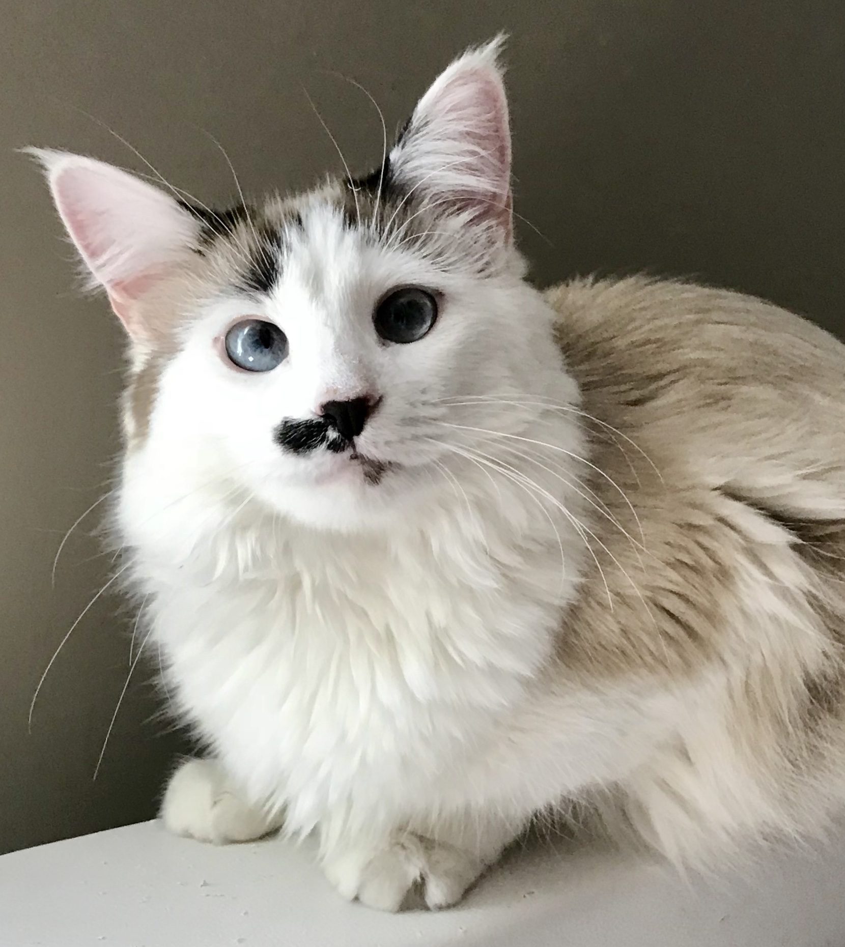 ace cat and kitten rescue