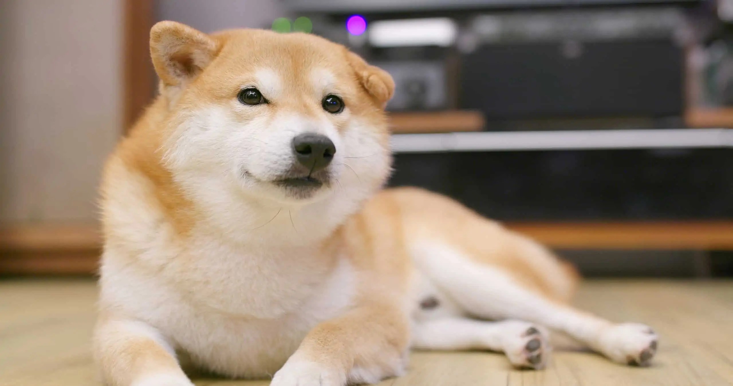 Menurut data mutakhir perkumpulan pelestari anjing jepang, dari total 6 jenis anjing ras jepang yang dipelihara sekitar 80% merupakan shiba inu. Shiba Inu Price Jumps 25 After Elon Musk Throws New Twitter Bone On Dog Forkast