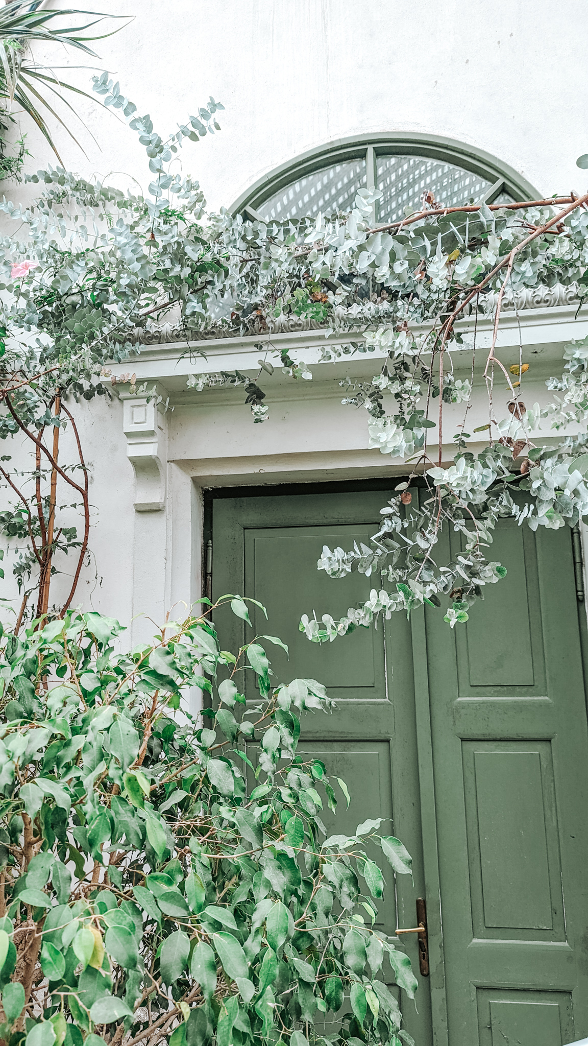 Green plants and leaves reach out over a pale green door inside of the palm house at Lednice Castle.