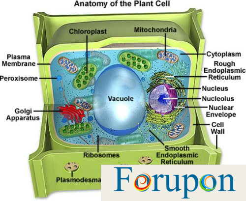 10 Amazing Facts About Plant Cells - For Upon