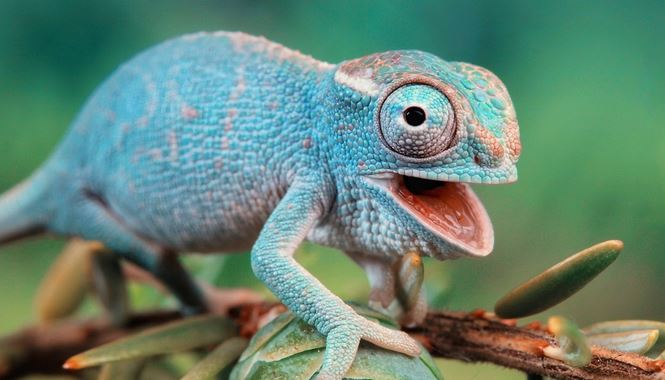 Täglich bis zu 0,0318 ฿. Engineers Create Chameleon Inspired Color Changing Skin