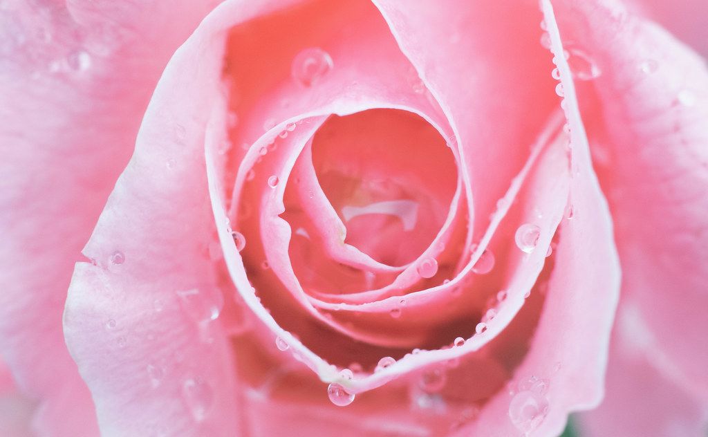 Find over 100+ of the best free red flowers images. Close Up Bee On A Red Rose Pollination Of A Flower Creative Commons Bilder