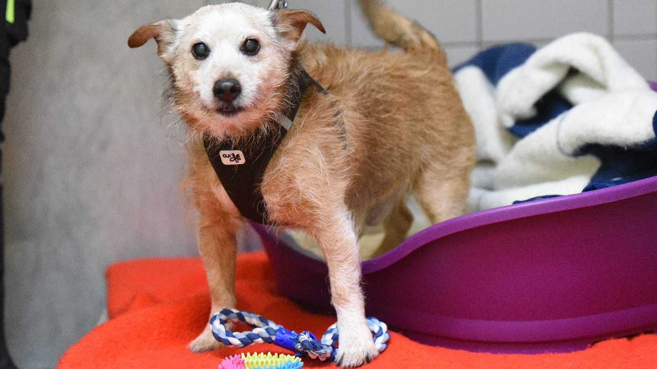 Grundsätzlich gilt, bei temperaturen über 22°c . Hunde im Tierheim Bremen - Ich wurde ausgesetzt - Fraja Maroc
