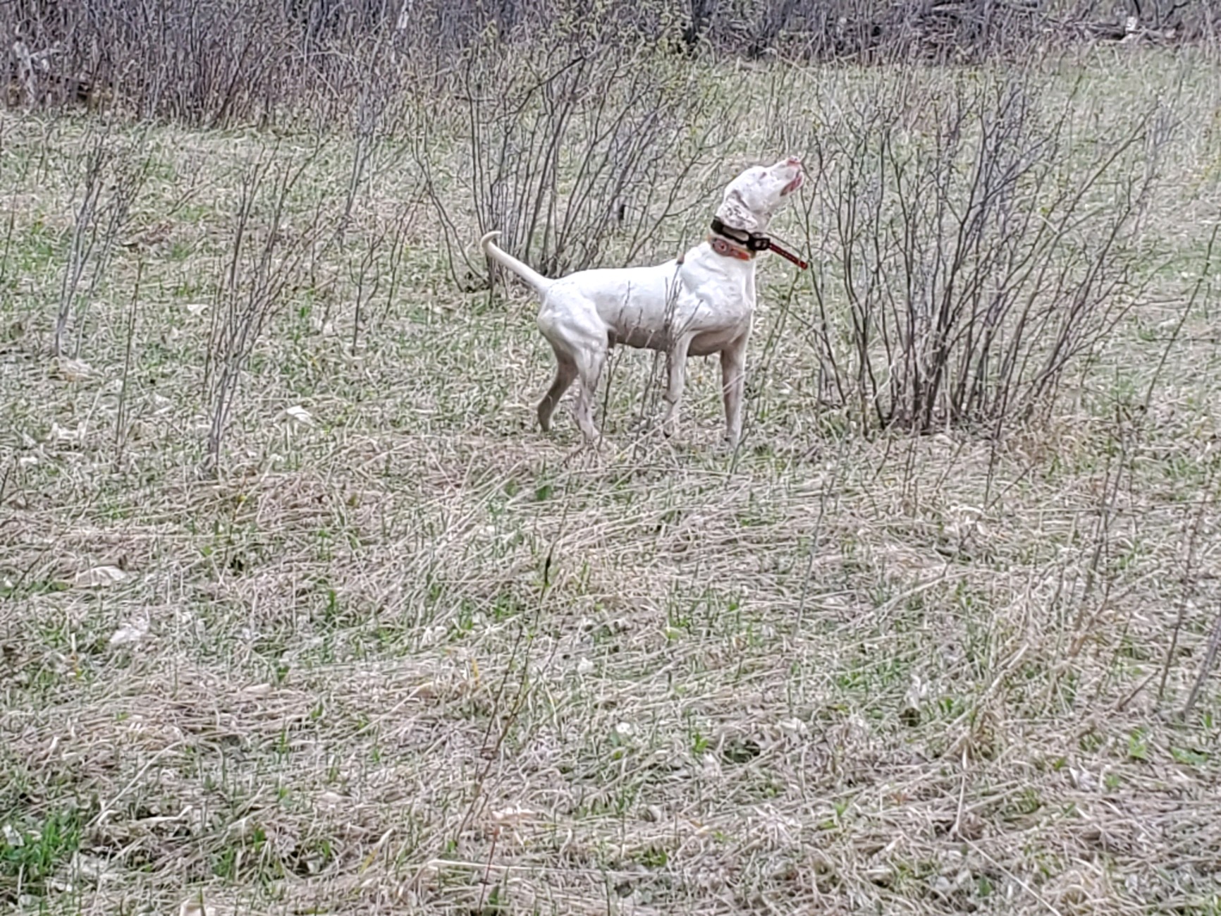 The third reason is that the best performances of diamond devices are. English Setter Breeders MN | Brook Park, MN | Fox Run Kennels