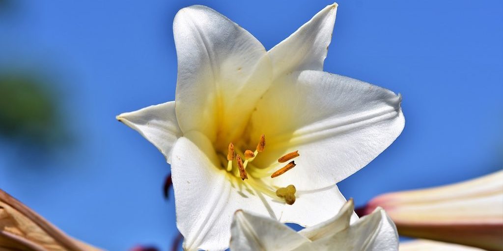 The Lily Among Thorns Current