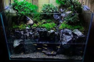 Serupa Tapi Tak Sama: Aquascape dan Paludarium? - Fakultas Perikanan dan  Kelautan, faculty of fisheries and marine unair