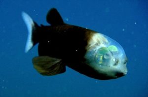 Palung Mariana dan 7 Hewan Penghuni Setia - Fakultas Perikanan dan  Kelautan, faculty of fisheries and marine unair