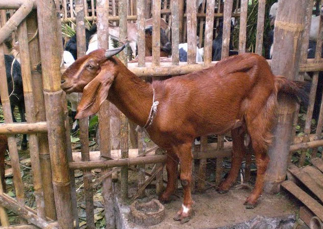 Ciri Khusus Kambing Dan Kegunaanya Ilmu Pengetahuan Lengkap