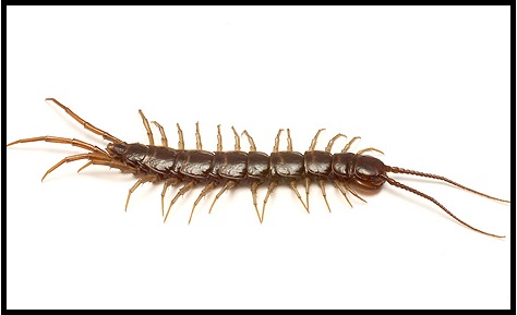 Pengertian Ciri Ciri Dan Klasifikasi Arthropoda Ilmu