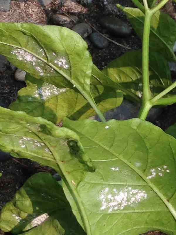 chilli Archives Free2Share