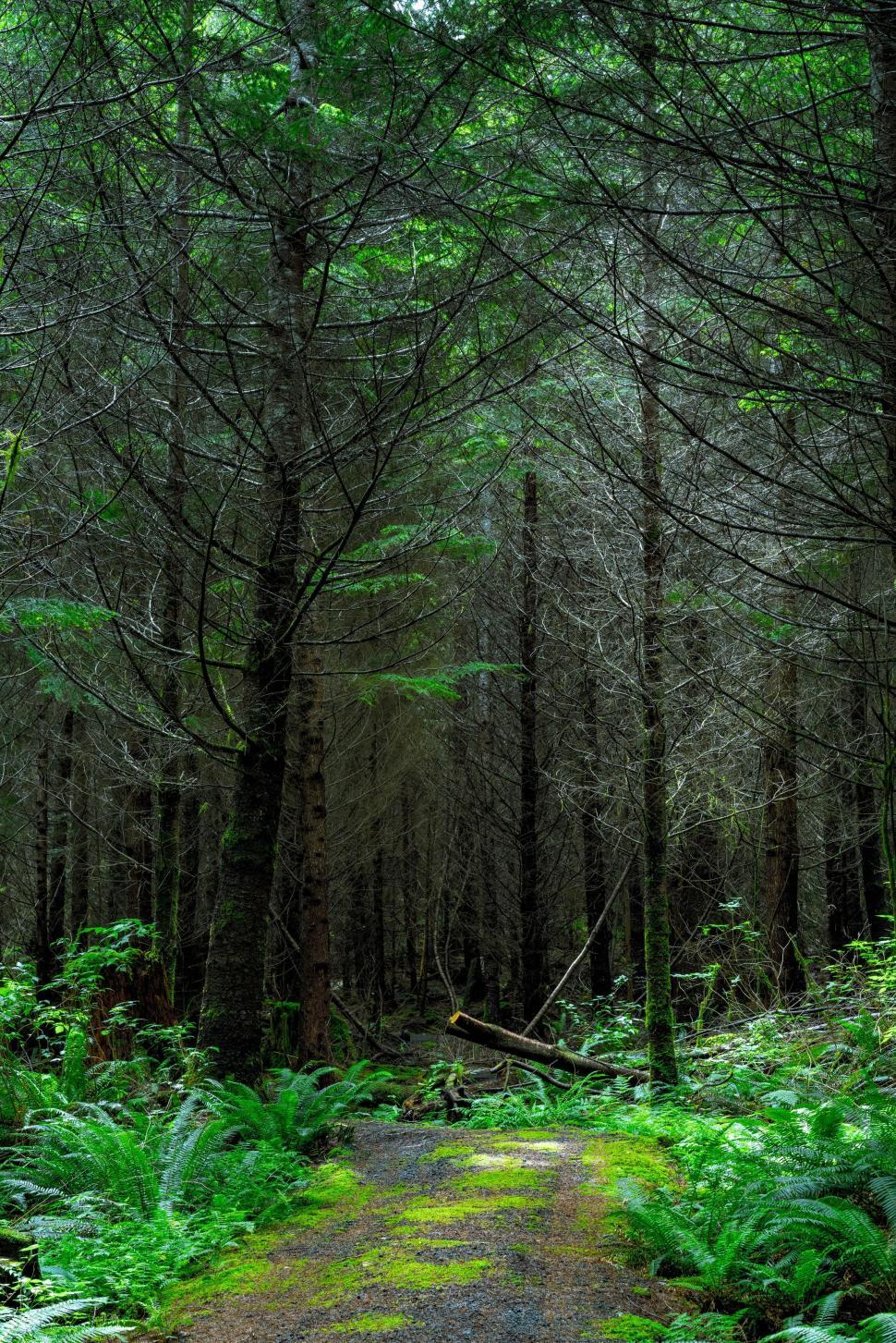 Celebrated its first arbor day in 1872 in nebraska city — but why didn't arbor day become a nationally recognized holiday until nearly a century later? Free Stock Photo Of Green Forest Download Free Images And Free Illustrations