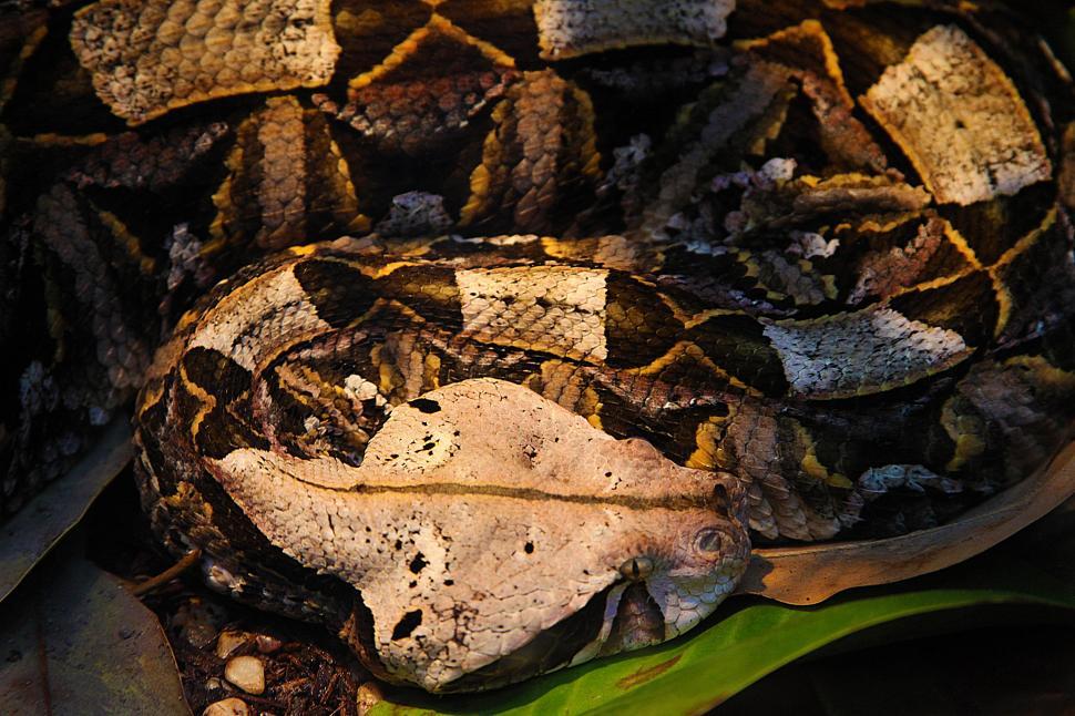 It has the longest fangs (up to 5 cm) and the highest venom yield of any snake. Free Stock Photo Of Gaboon Viper Download Free Images And Free Illustrations