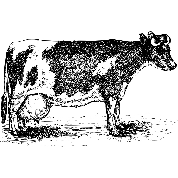 Download google images clipart and use any clip art,coloring,png graphics in your website, document or presentation. Simple Cow Vector Drawing Free Svg